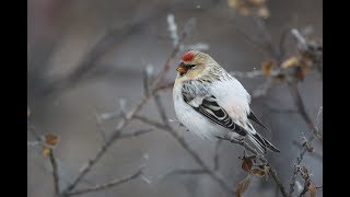 Hornemanns Arctic Redpoll in Greenland  Groenlandse witstuitbarmsijs in Groenland 2017 [upl. by Omixam]