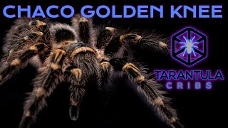 Chaco Golden Knee Tarantula Grammostola pulchripes Care Guide Video [upl. by Ydnyl]