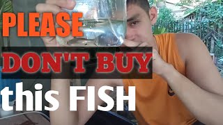 I bought a shark Impulse buying a paroon shark  hi fin shark DONT BUY THIS FISH [upl. by Loralie235]