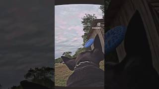 PEGOU NO AR canecorso canecorsoitaliano cachorro cachorros frisbee gopro dog dogs pets k9 [upl. by Iyre]