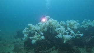 Scuba dive the metridium field of Breakwater Cove Monterey CA [upl. by Arag]