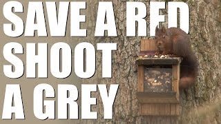 Red Squirrel Rangers shooting greys [upl. by Stesha]