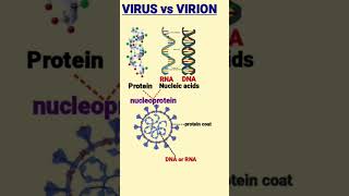 Difference between Virus and Virion  विषाणु और विरिओन  nucleoprotein [upl. by Zetes]