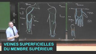 Anatomie des veines superficielles du membre supérieur Membre supérieur 18 [upl. by Lola]