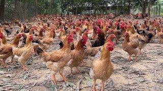 Feeding chickens how to raise chickens to grow quickly and evenlymy farm work [upl. by Ailat]