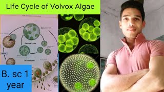 Life Cycle of Volvox Algae [upl. by Torosian194]