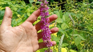 SALICARIA O SALCERELLA  Lythrum salicaria L Lythraceae [upl. by Lahcar]