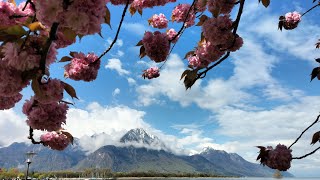 Via Francigena Day 17 Vevey to Aigle [upl. by Waneta465]