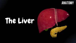 Liver Anatomy Function Topography External Structures Ligaments [upl. by Yruy468]