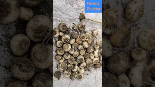 How To Store Flowers Bulbs  shorts flowerbulb [upl. by Weston10]