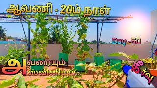 A natural way to control aphids in the terrace garden ll how to use neem oil on plants ll diy [upl. by Llerrac744]