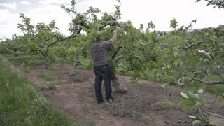 Tracking the Brown Marmorated Stink Bug Part 4 Host Plants and Damage in Orchard Crops [upl. by Babb]