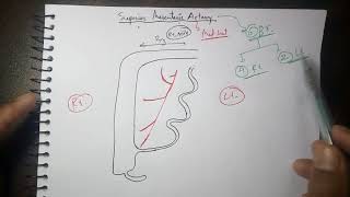 Abdominal Aorta 4 Superior Mesenteric Artery Branches  TCML [upl. by Emearg]