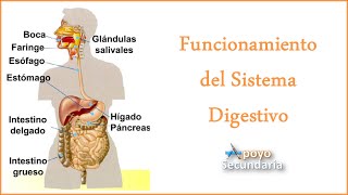 Funcionamiento del Sistema Digestivo [upl. by Ripley]