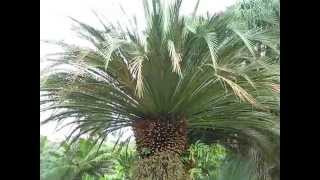 Macrozamia moorei Cycad at Fairchild Miami [upl. by Ahsenyt]