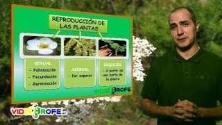 07 La reproducción de las plantas 5º Conocimiento del Medio Videoprofenet [upl. by Htebaras]