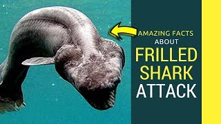 Frilled Shark attack frilled shark eatingmatingbiting [upl. by Rennat834]