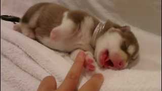 Cutest Siberian Husky Puppy  Day 3 [upl. by Anilram]