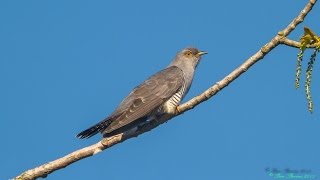 Common Cuckoo Koekoek Cuculus canorus [upl. by Constanta845]