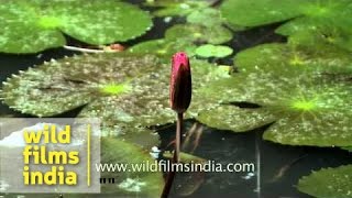 Water lily family Nymphaeaceae in a pond in Kerala [upl. by Aiyotal541]