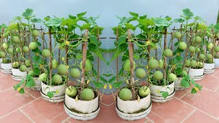 How to grow super sweet and fruity melons right at home not everyone knows [upl. by Judson]