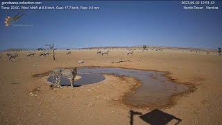 Cheetah surprise thirsty oryx [upl. by Alansen]