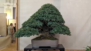 Arco Bonsai show 2021 Italy [upl. by Malas]