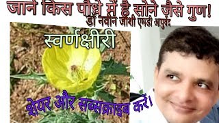 जानिये किस पौधे की पत्तियों में होते हैं सोने जैसे गुण II Argemone maxicanaPrickly Poopy II [upl. by Porush]