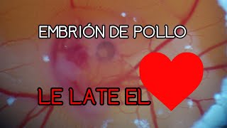 Le late el CORAZÓN a un embrión de pollo de 5 DÍAS [upl. by Miguelita311]