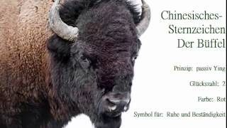 Chinesisches Sternzeichen der Büffel🐃 und seine Eigenschaften Der Büffel strebt nach Sicherheit [upl. by Vashti]