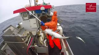 Fishing on Lofoten  one of the best place in north [upl. by Ecirtahs]