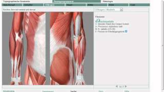 Anatomie Obere Extremität Muskel 711 Grobe Übersicht [upl. by Sherilyn]