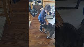 Hey where you going cat cute catlover adorable funnycatvideos funny toddlers [upl. by Mailli]