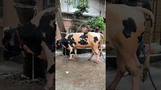 Wasif Bhais Holstein Bull Shower Moment Befor Qurbani 2024 [upl. by Hamford]