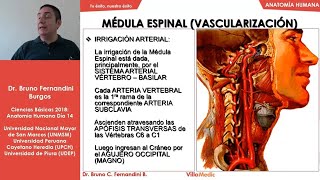 Anatomía Humana FÁCIL Neuroanatomía 2  Ciencias básicas  Villamedic [upl. by Eniaral82]