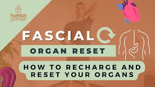 How to heal amp reset your organs  Fascial Organ Reset [upl. by Ecnerret]