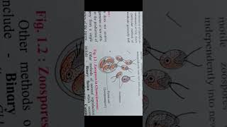 Structure of Zoospores in chlamydomonas 😊😊😊 [upl. by Arlan]