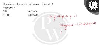 How many chloroplasts are present per cell of mesophyll [upl. by Elocan641]