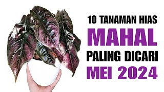 10 Tanaman Hias MAHAL Paling Dicari di Bulan MEI 2024 [upl. by Enirhtak]