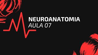 NEUROANATOMIA  AULA 07  GENERALIDADES DO TRONCO ENCEFÁLICO [upl. by Oulman989]