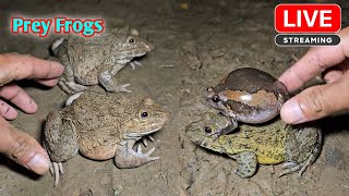 funny froggy make you laugh [upl. by Albur]