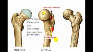 Osteología de miembro inferior 4 [upl. by Harbison247]