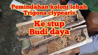 Pemindahan koloni lebah trigona clypearis [upl. by Ebonee329]