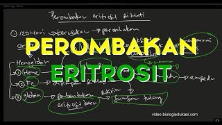 Perombakan Eritrosit  Perombakan Sel darah Merah [upl. by Kile907]