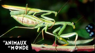 Les insectes  Du sable à leau  Un monde dinsectes [upl. by Tray]