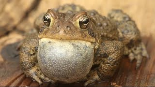 The Most Amazing Croaking Frogs Video1 [upl. by Melvina543]