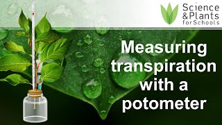 Measuring transpiration using a potometer  Alevel core practical 💧🪴 [upl. by Ycinuq]