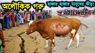 সুবহানাল্লাহ অলৌকিক একটি গরু ও তার মালিকের কাহিনী  ইসলামিক কাহিনী  miracle of Allah  Umama tv [upl. by Nameloc]