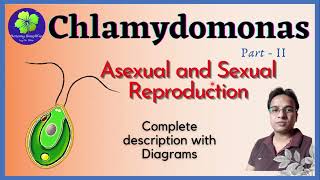 Chlamydomonas Asexual and Sexual Reproduction  Palmella stage  Life cycle [upl. by Airamzul]