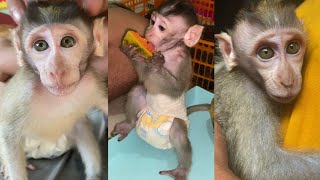 LITTLE MONKEY AND FAVORITE FRUIT babymonkey cutemonkey live [upl. by Sikorski]